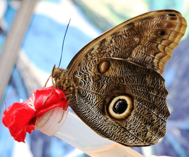 butterfly wings drawings