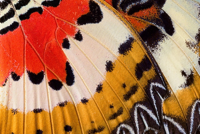 wings butterflies ladder structure