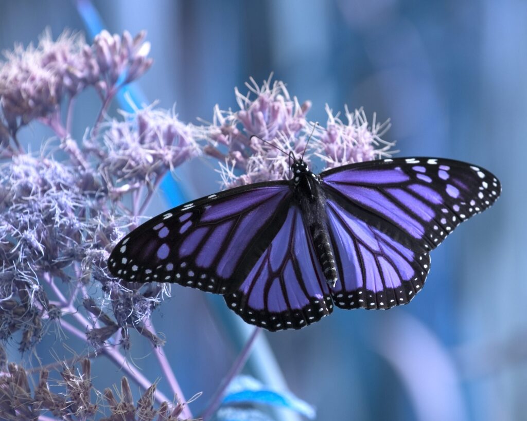 Why butterfly wings are so colorful and what they are used for besides flying: the multiple functions