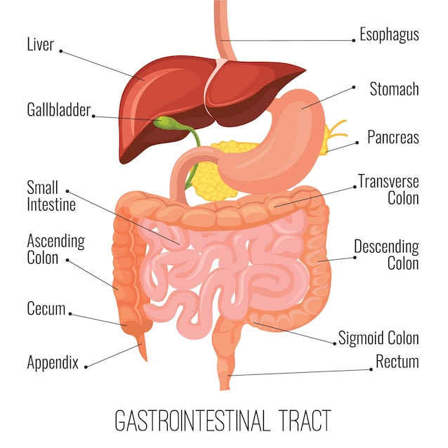 digestive system