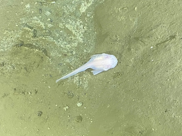 Pseudoliparis_sp-scaled