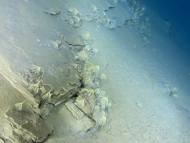 Crinoid-meadow-scaled