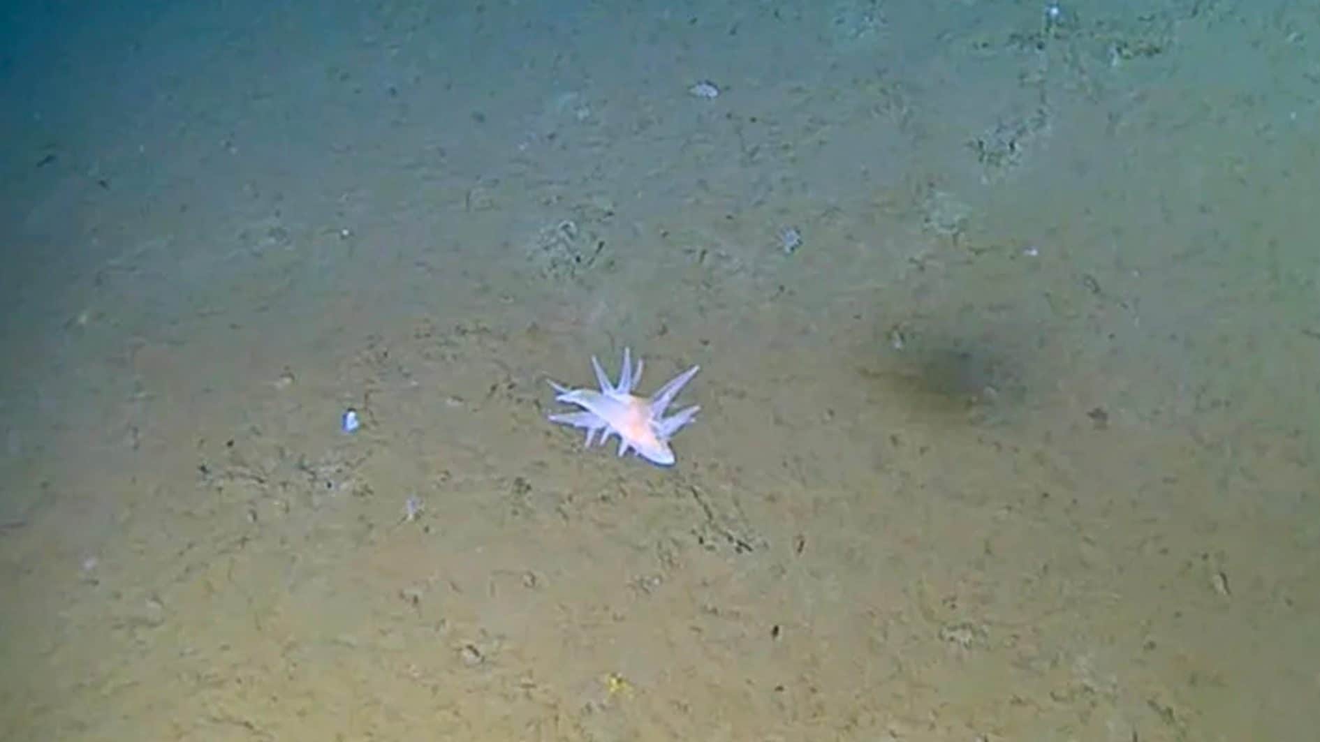 An unknown marine creature discovered 9,000 meters deep in the Ryūkyū Trench in Japan