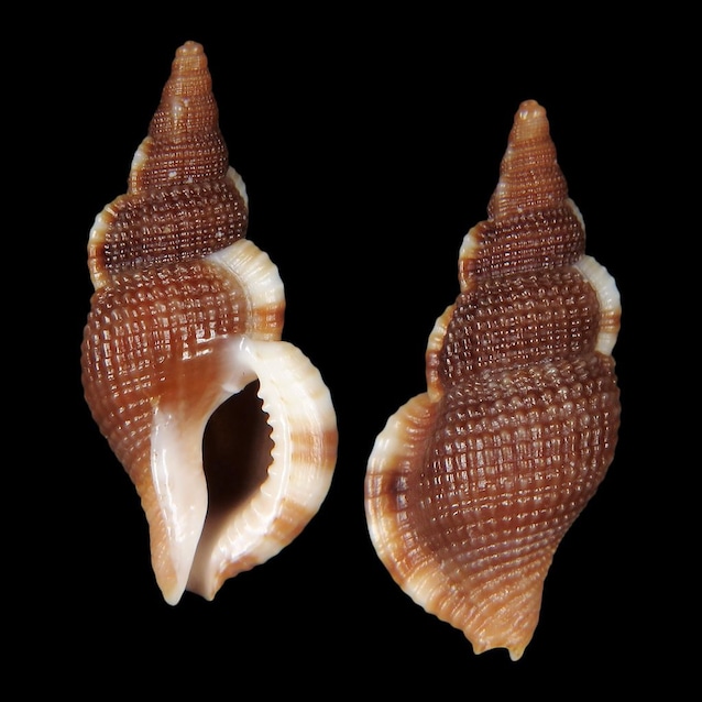 lumanca_vampiro_mediterranea_1