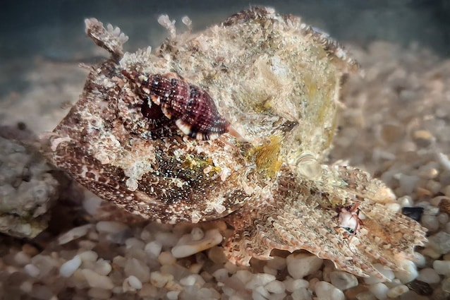 vampire snail hunting