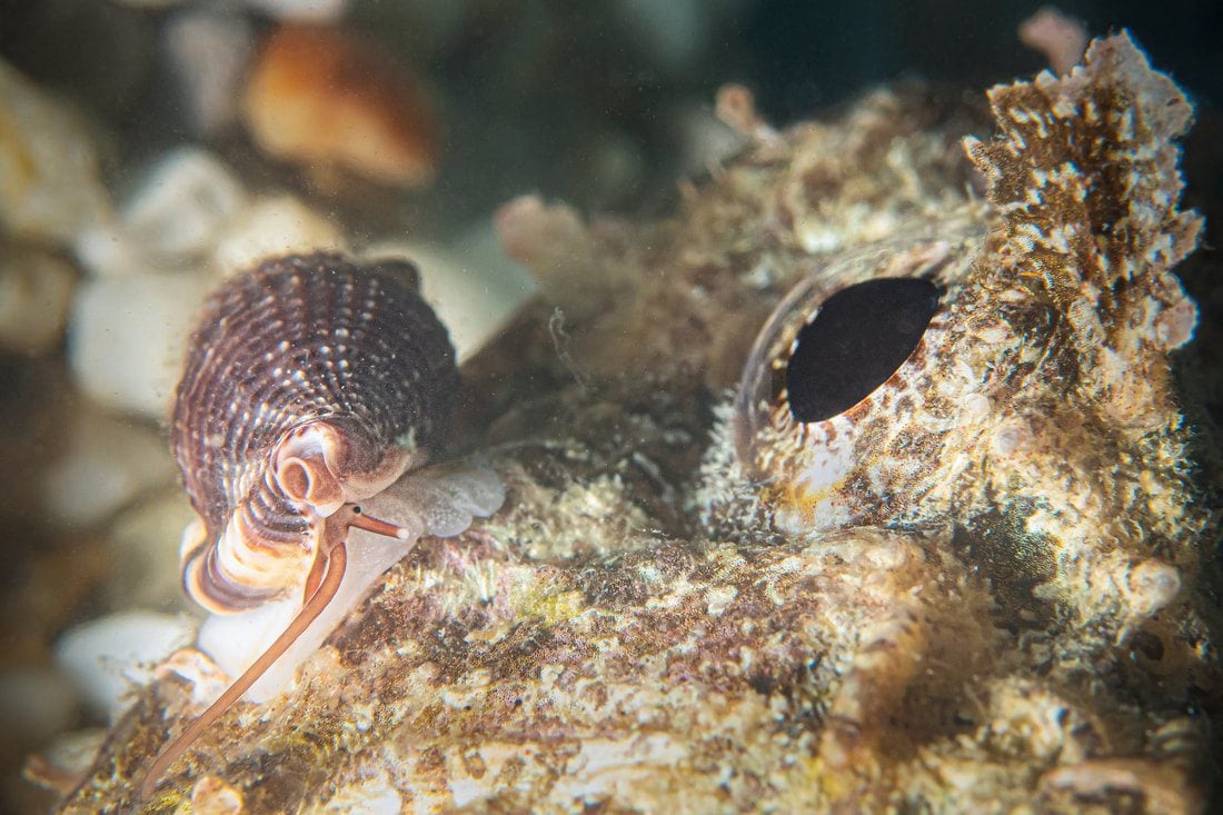 The vampire snail feeds on the blood of fish with a proboscis 10 times longer than the shell