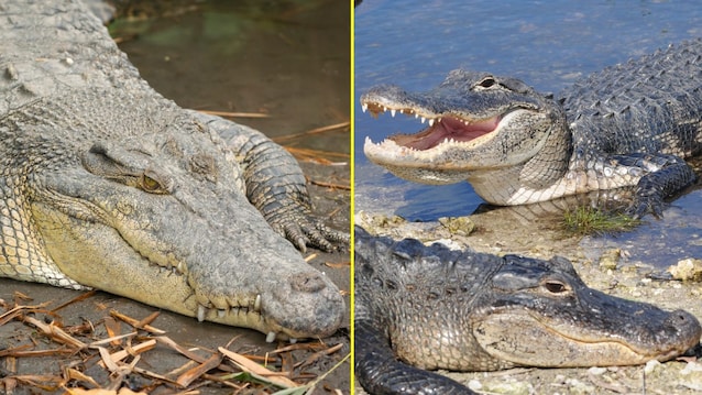 color alligators and crocodiles