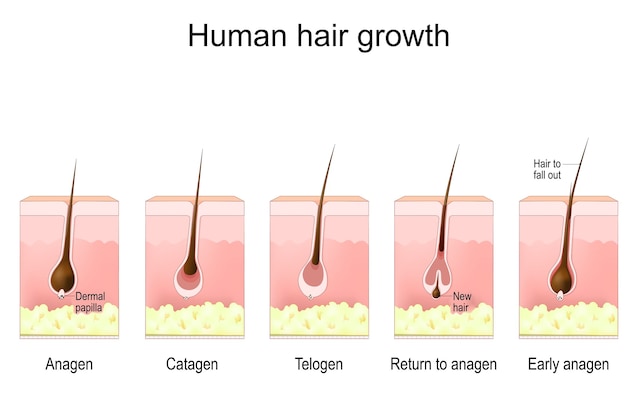 hair growth