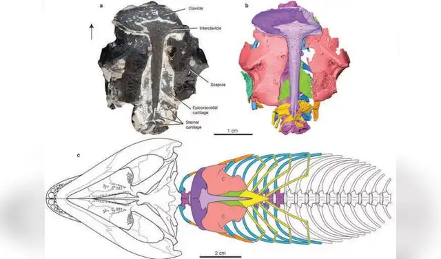 Unlike other ancient fossils, this specimen preserves more than just bones. Photo: Nature