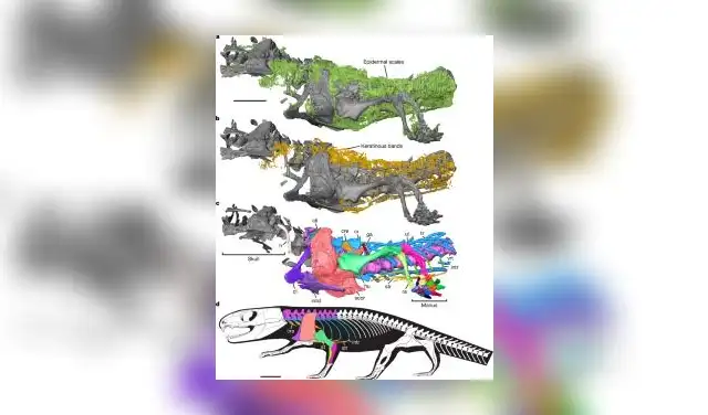 The study revealed the presence of original proteins in the fossil tissues. Photo: Nature