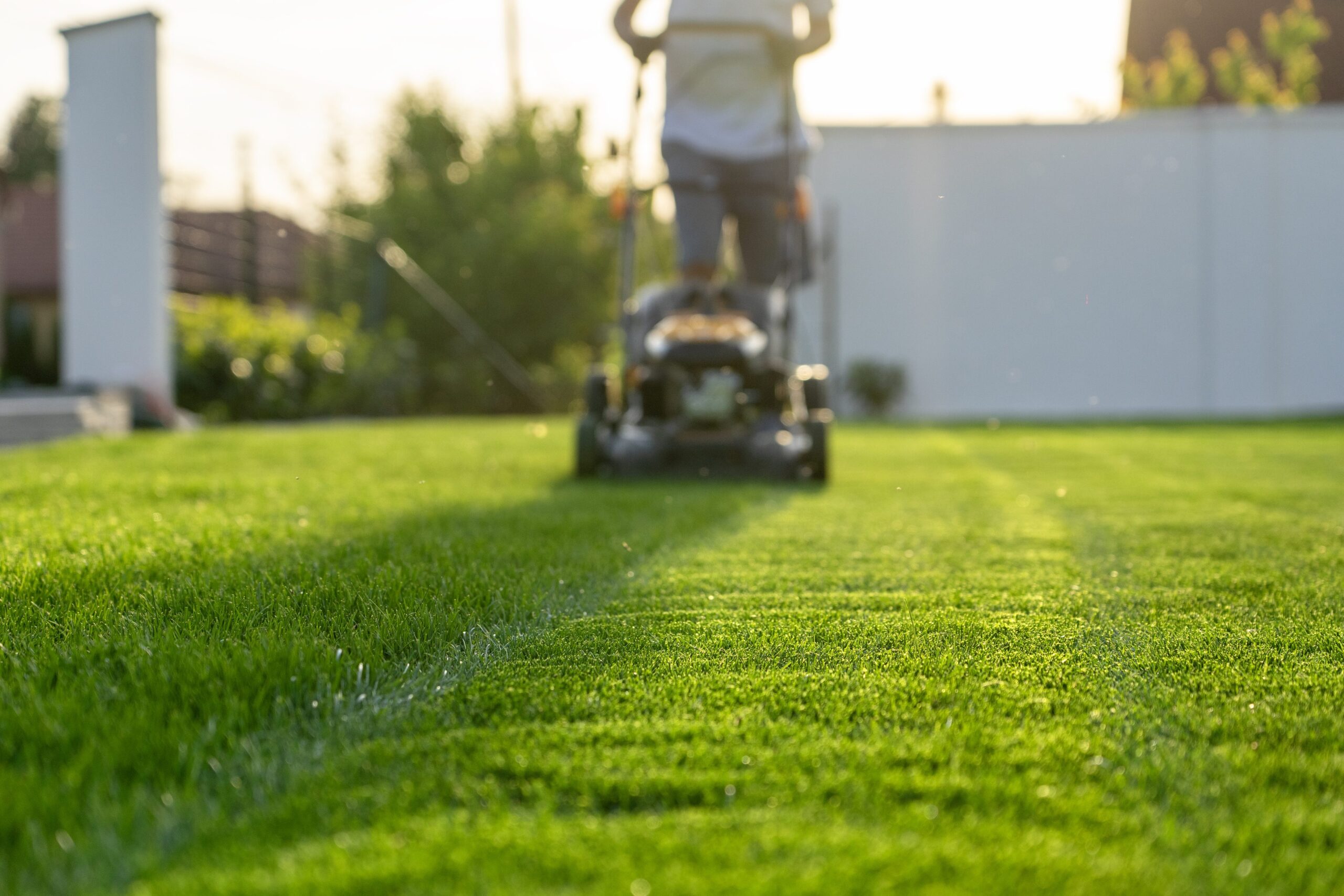 Why cut grass has a strong odor: it depends on green leaf volatiles, a chemical message of "help"