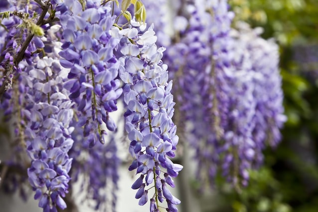 wisteria flowers
