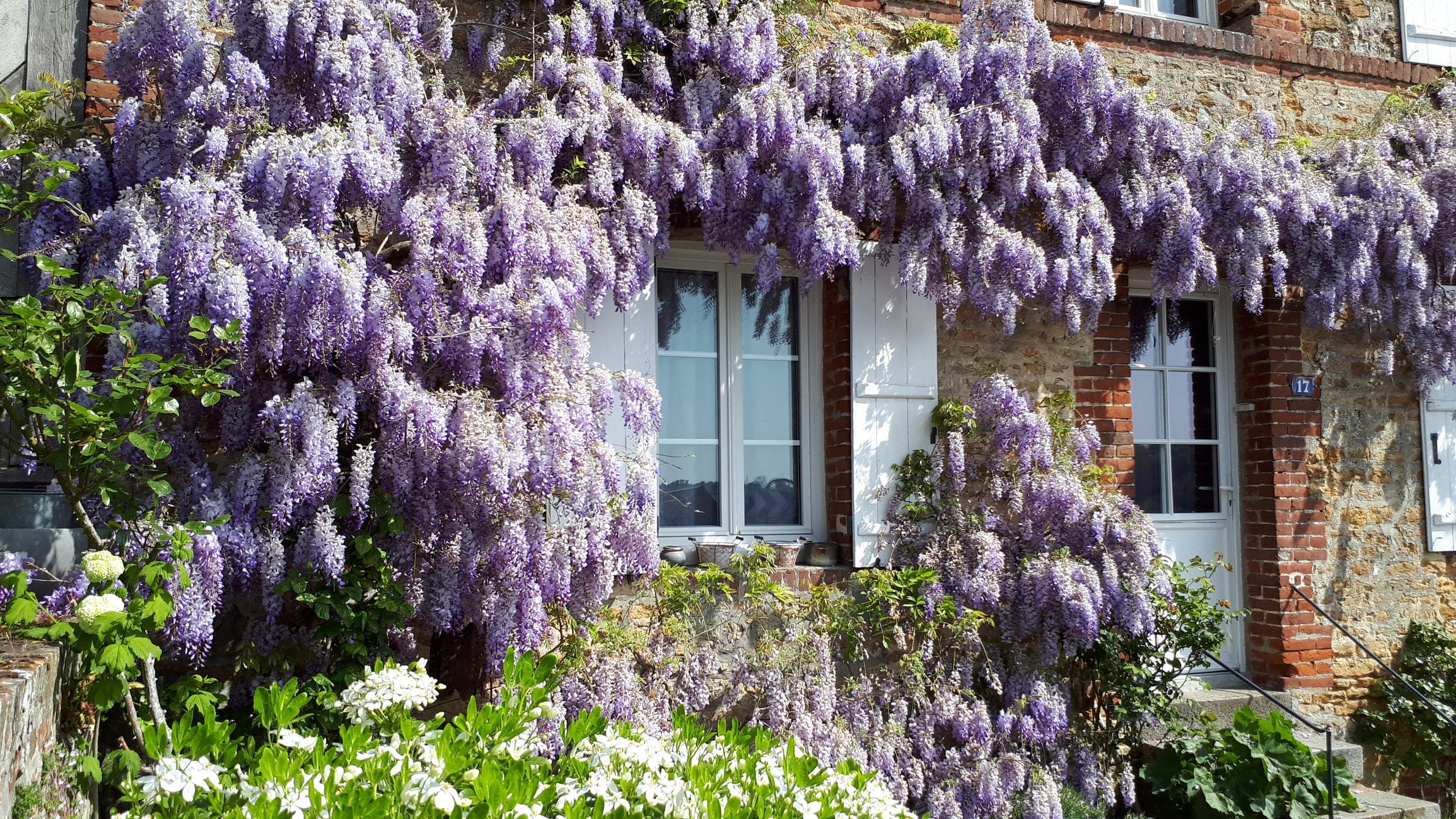 The flowering of wisteria, the most loved climbing plant in spring but highly toxic