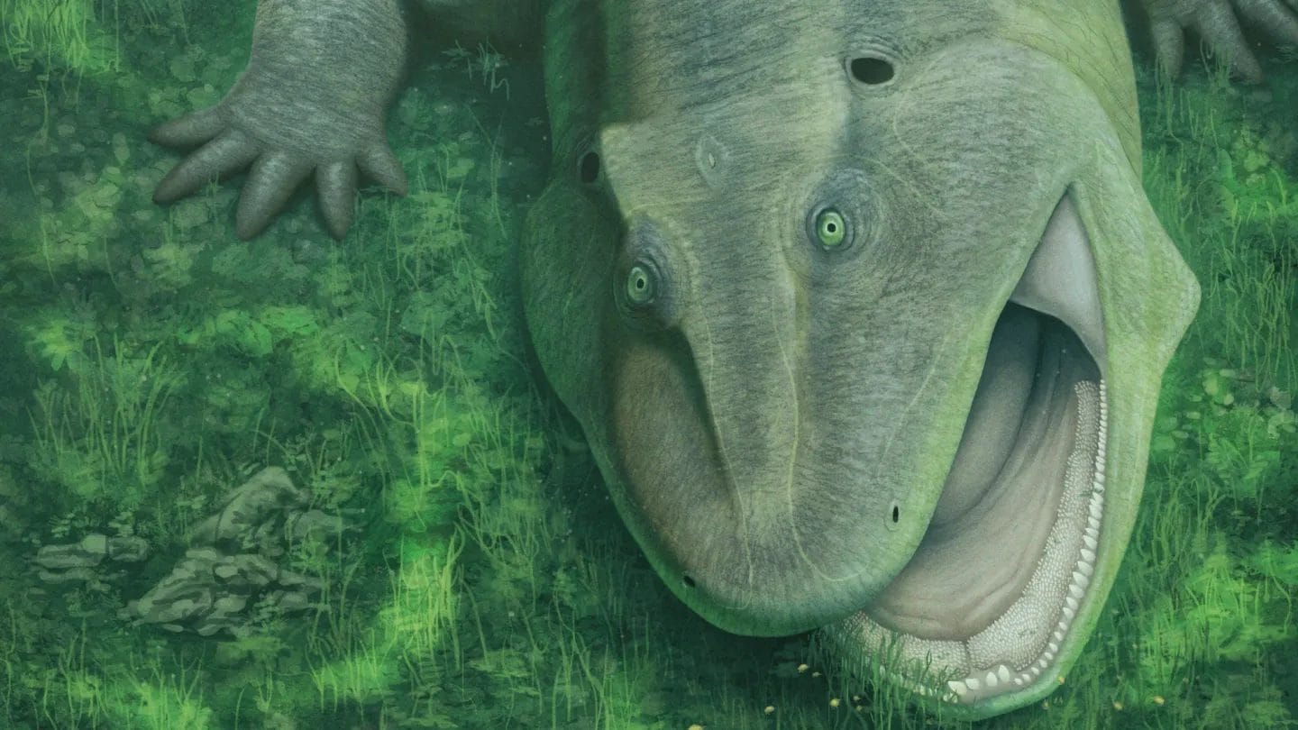 An ancient tetrapod with a twisted jaw that lived almost 300 million years ago has been discovered