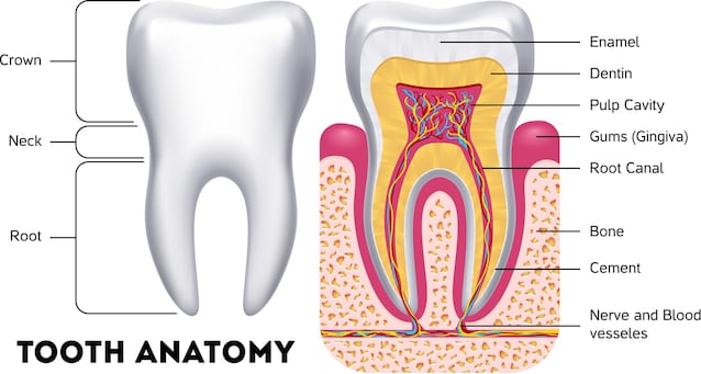 teeth anatomy