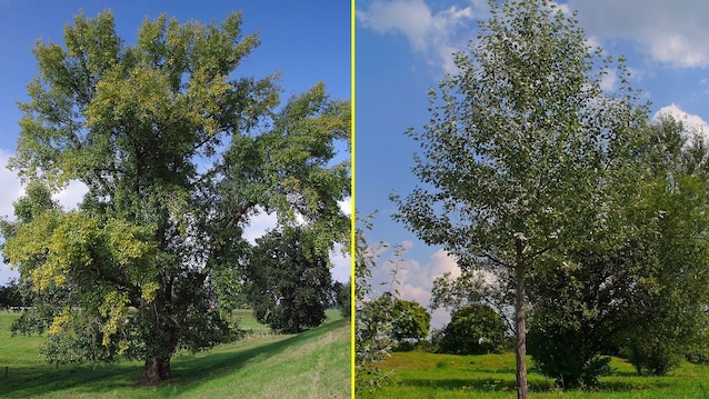 species of poplars