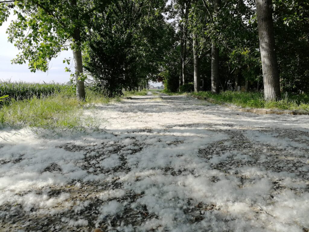 The "fake snow" in spring is not pollen, but paps from poplars: they do not cause allergies