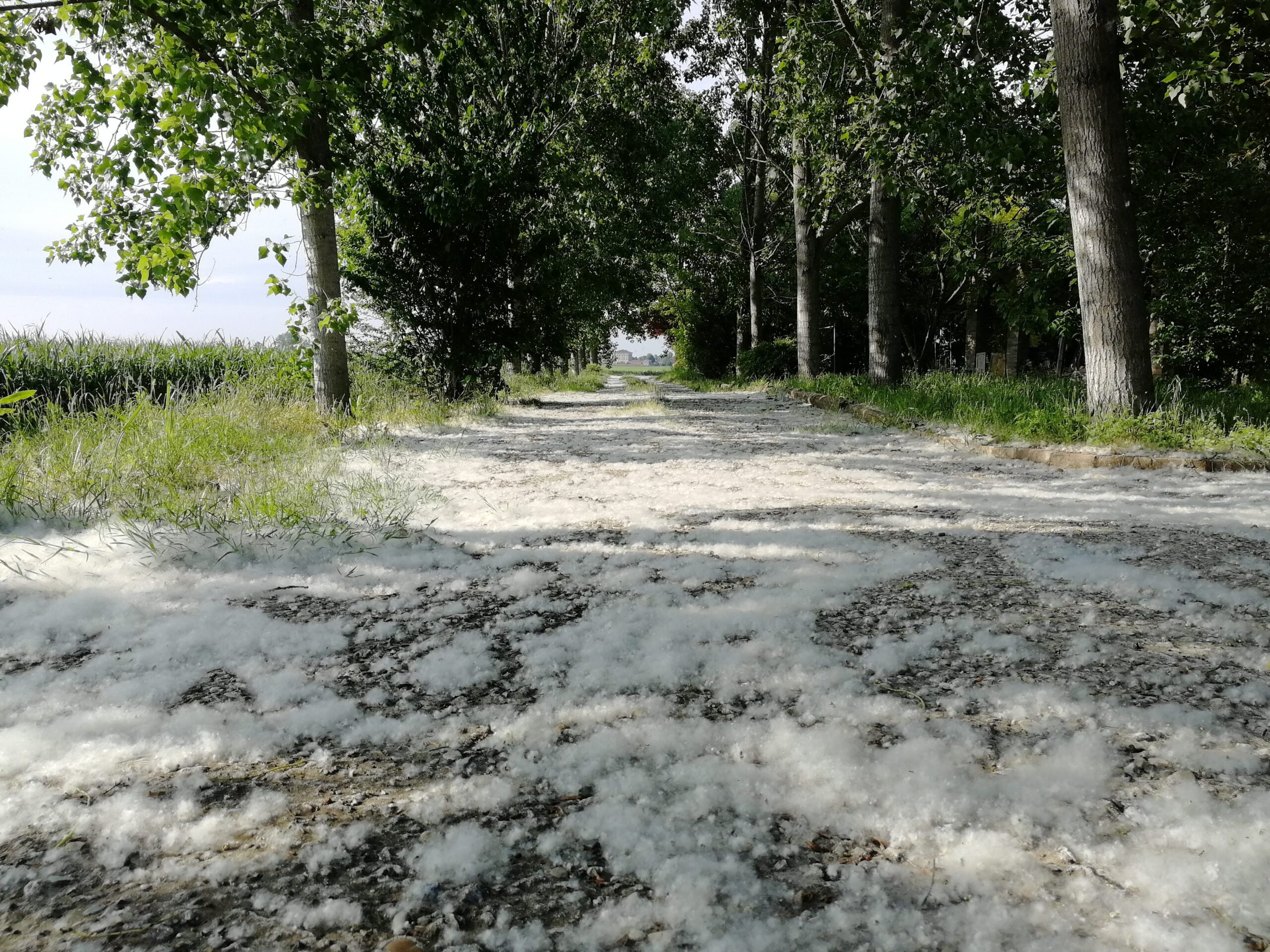 The "fake snow" in spring is not pollen, but paps from poplars: they do not cause allergies