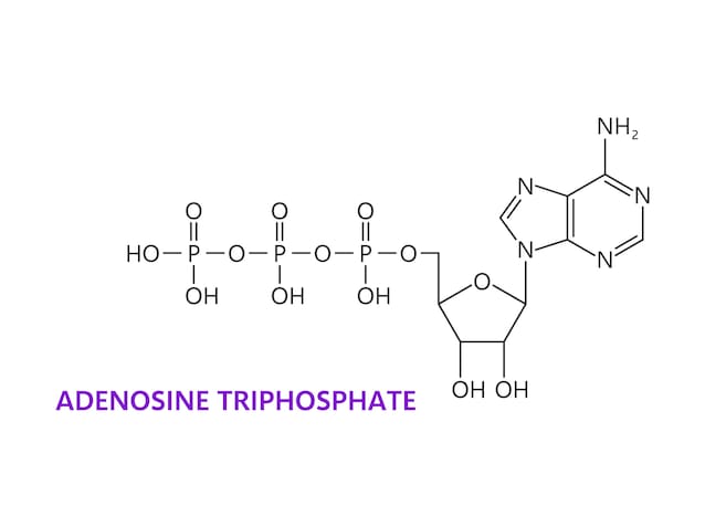 ATP molecule running biochemistry muscles