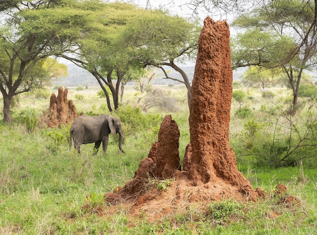 Africa