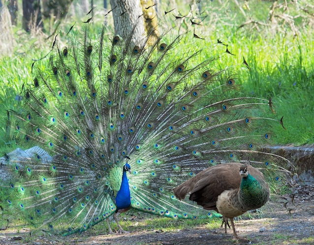 male and female peacocks