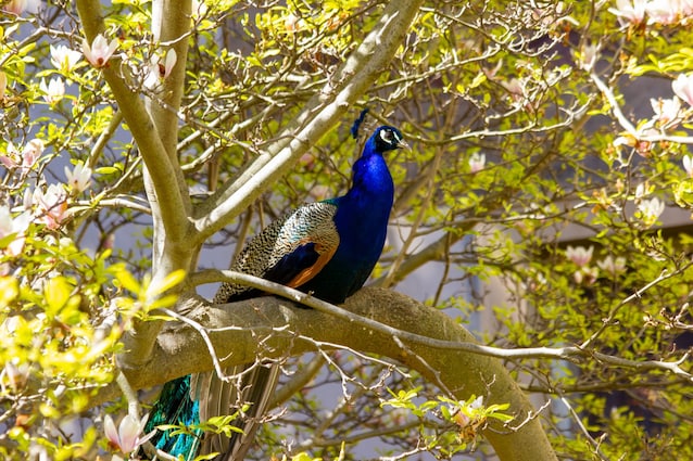 peacock on tree