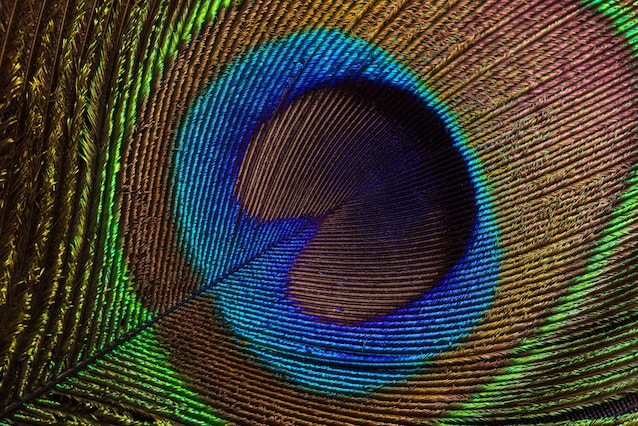 peacock ocelli