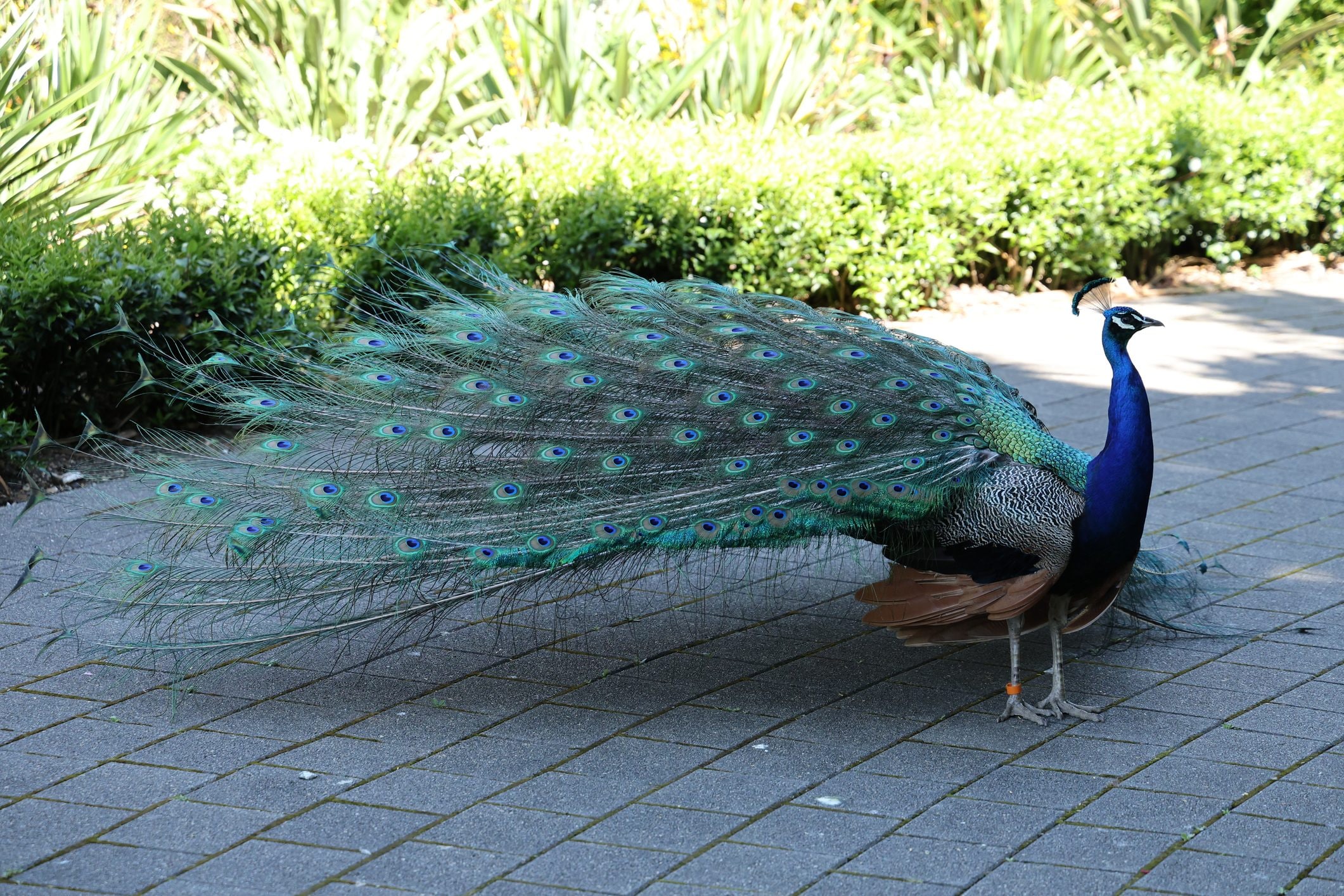 The presence of over 100 peacocks in Punta Marina: why calling it an "invasion" could be a gamble