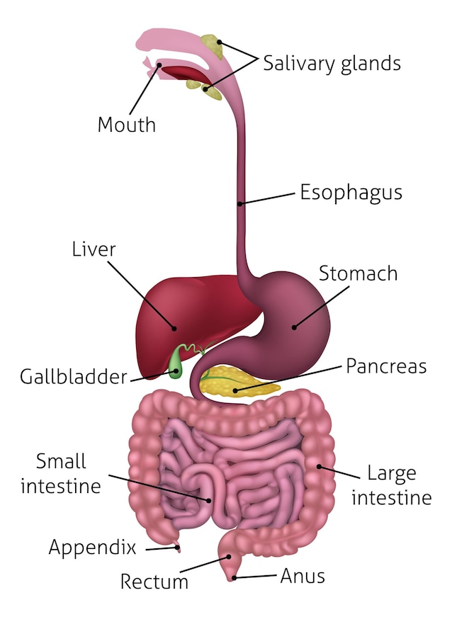 esophagus anatomy