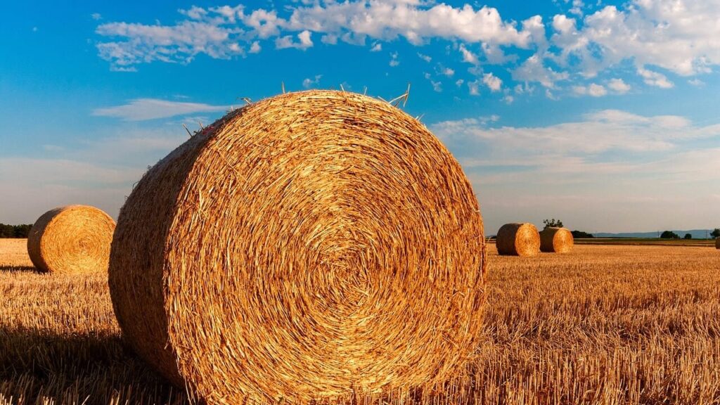 From Tuscany to Extremadura: how the provinces can save rural Europe