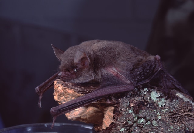bats and sleep