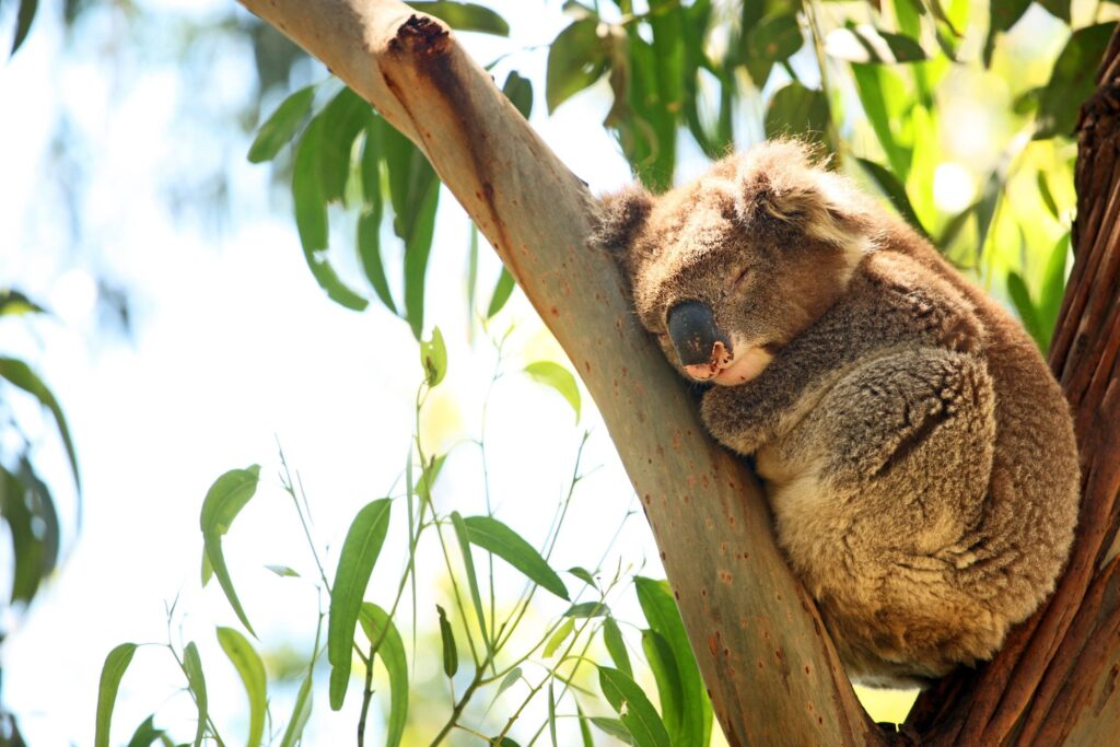 Which animals sleep the most? In reality it is not possible to make a ranking: here's why
