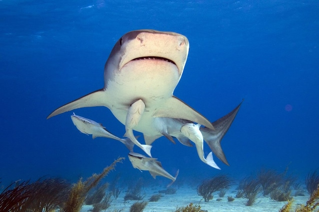 shark and remora