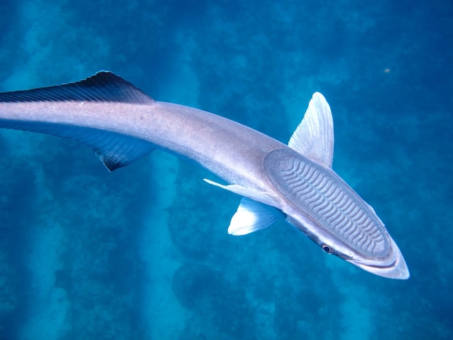 remora disc sucker