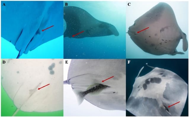 cloacal immersion remore manta