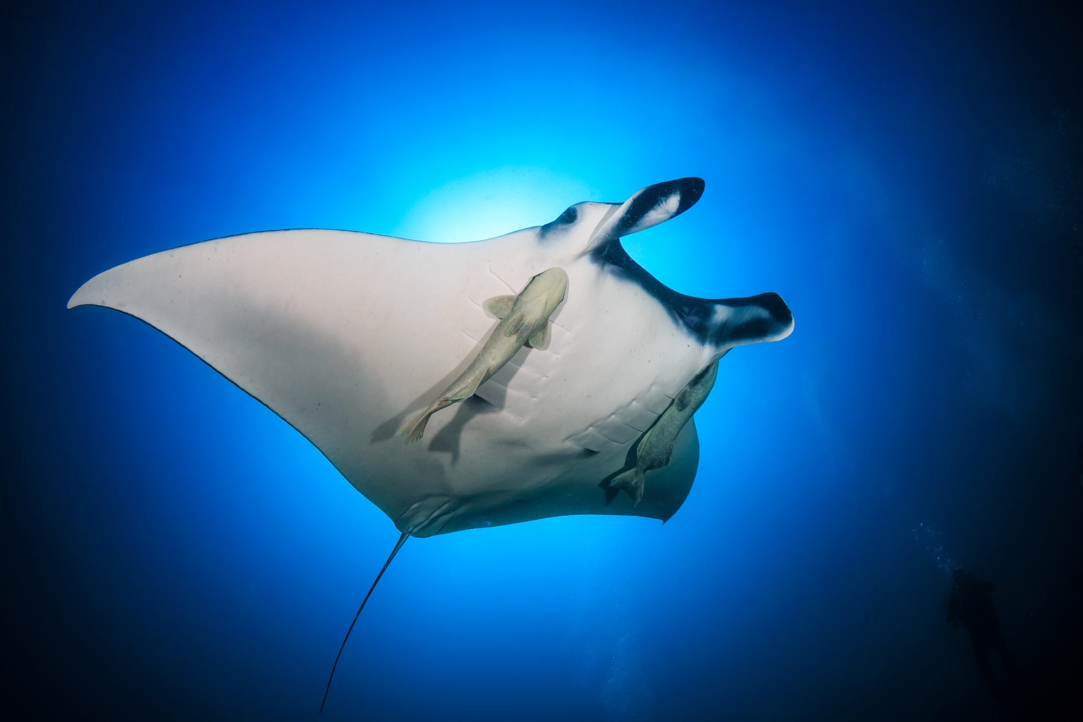 Remoras hide in the cloaca of manta rays: the curious behavior of hitchhiking fish