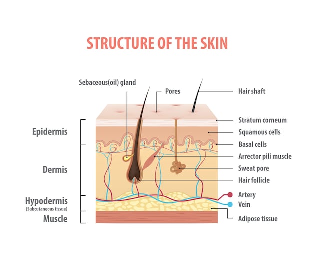 skin hair anatomy