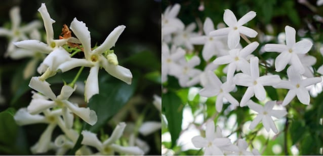 differences between jasmine and false jasmine flowers