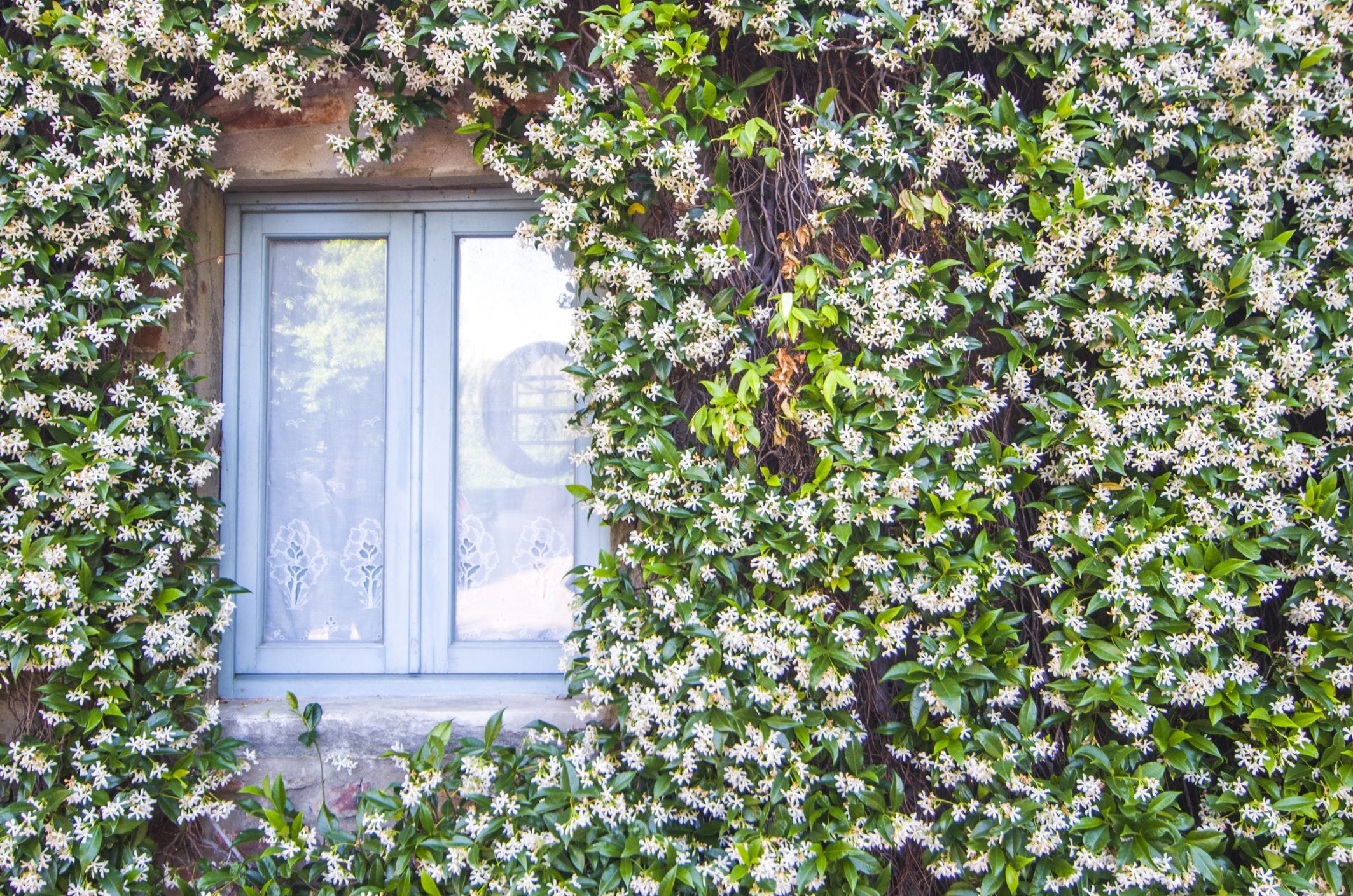 What is the difference between jasmine and false jasmine: how to distinguish the most used plant in Italy