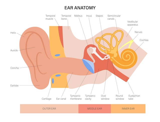 inner, outer, middle ear