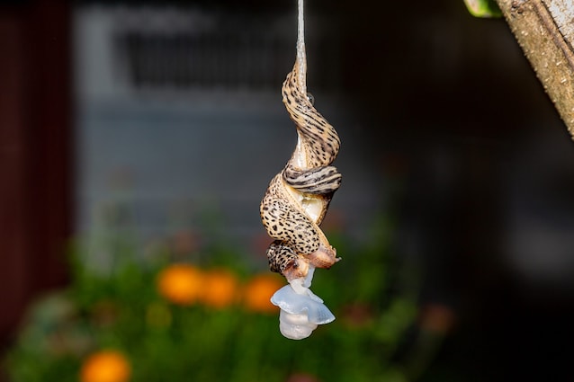 snails mating