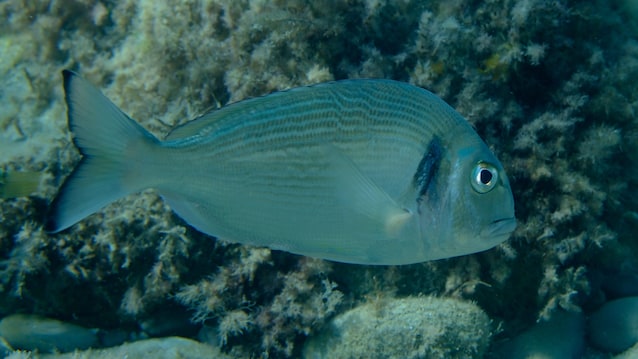 sea bream protandria