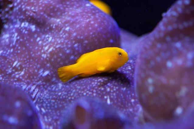gobius hermaphroditism