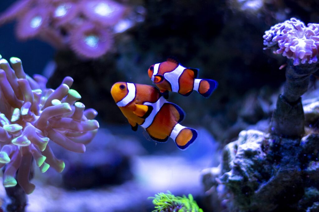 Some animals change sex: sequential hermaphroditism from clownfish to wrasses