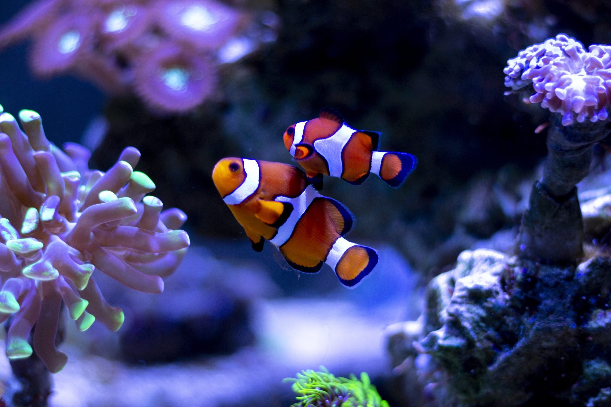 Some animals change sex: sequential hermaphroditism from clownfish to wrasses