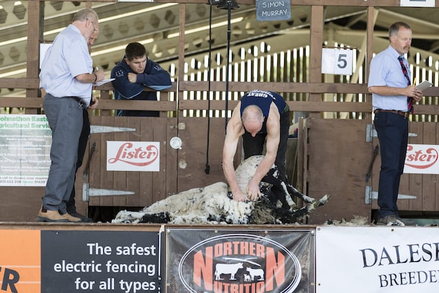 sheep shearing championship