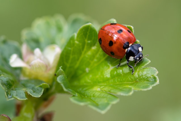 common ladybird