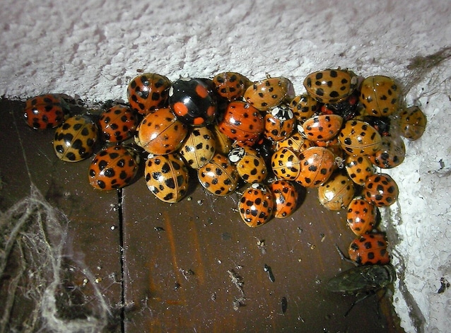 Further details A wintering group of Harmonia axyridis