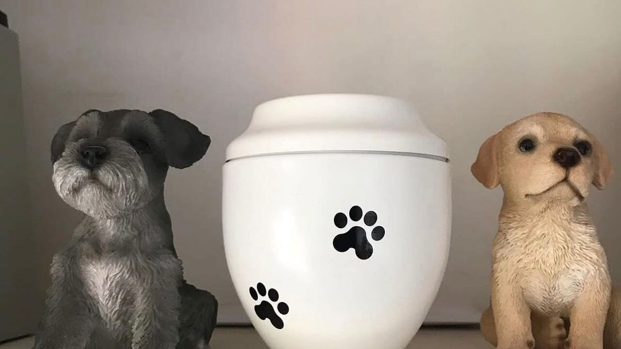 Give the dog a funeral and keep the urn with the ashes in the house