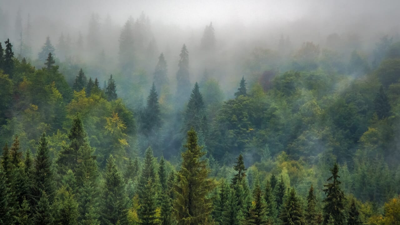 The EU protects its forests, here are the new rules on reforestation